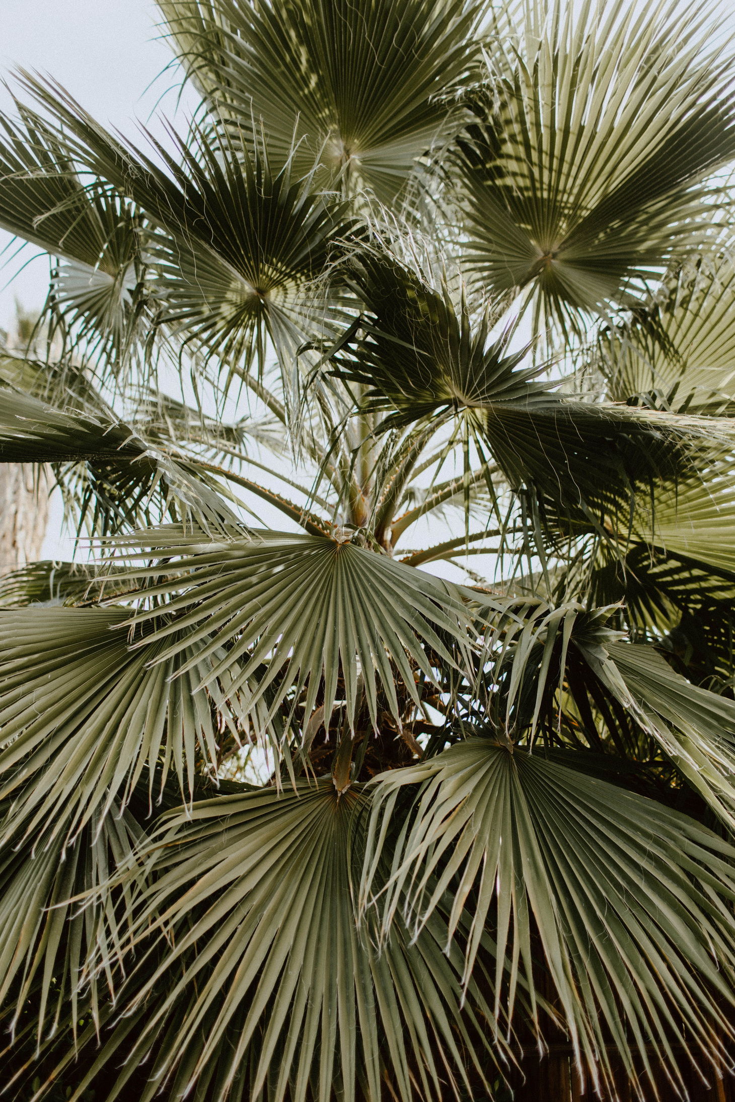 Palm Leaves
